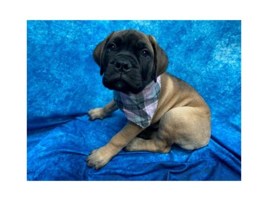 Bullmastiff DOG Female Red Fawn 13816 Petland Pensacola, Florida