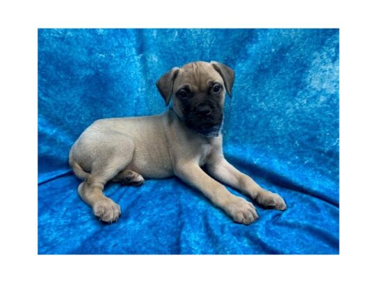 Bullmastiff DOG Male Fawn 13823 Petland Pensacola, Florida