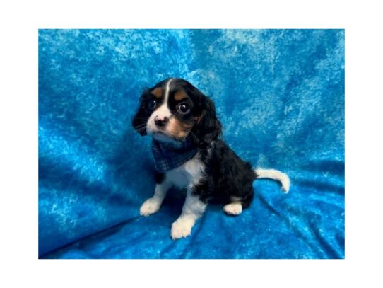 Cavalier King Charles Spaniel DOG Male Tri-Colored 13806 Petland Pensacola, Florida