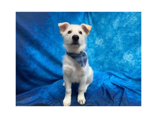 German Shepherd Dog DOG Male White 13817 Petland Pensacola, Florida