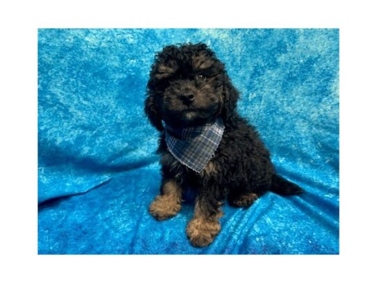 Goldendoodle Mini 2nd Gen DOG Male Black / Tan 13824 Petland Pensacola, Florida