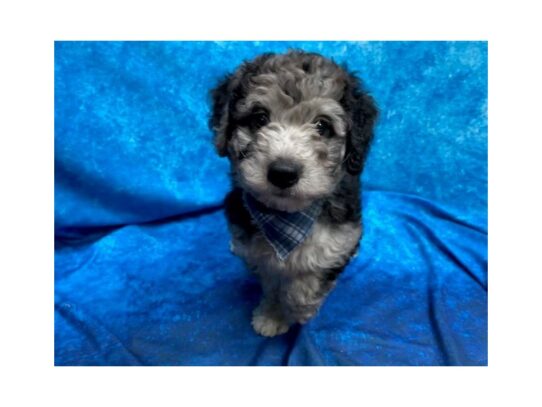 Mini Labradoodle DOG Male Blue Merle 13826 Petland Pensacola, Florida