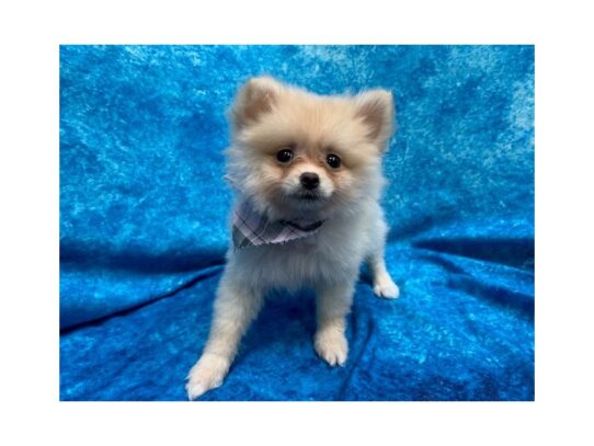 Pomeranian DOG Female Cream 13810 Petland Pensacola, Florida