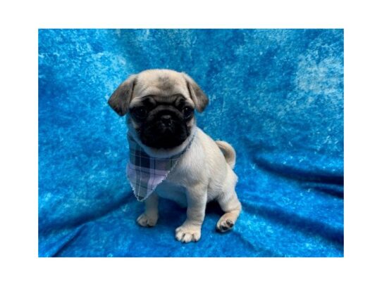 Pug DOG Female Fawn 13818 Petland Pensacola, Florida