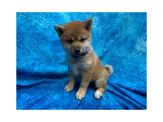 Shiba Inu DOG Male Red Sesame 13820 Petland Pensacola, Florida