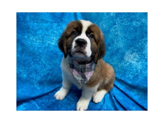 Saint Bernard DOG Female Brown / White 13811 Petland Pensacola, Florida