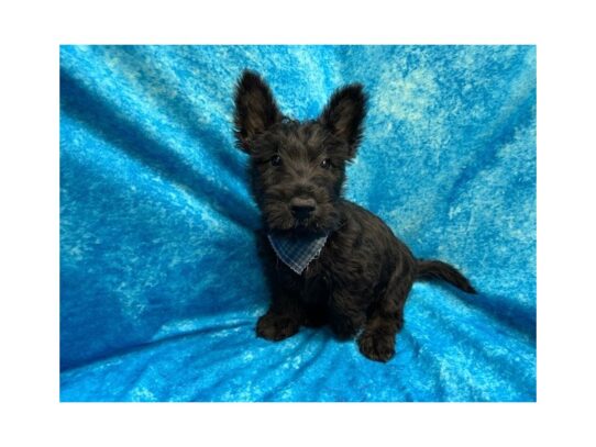 Scottish Terrier DOG Male Black 13819 Petland Pensacola, Florida