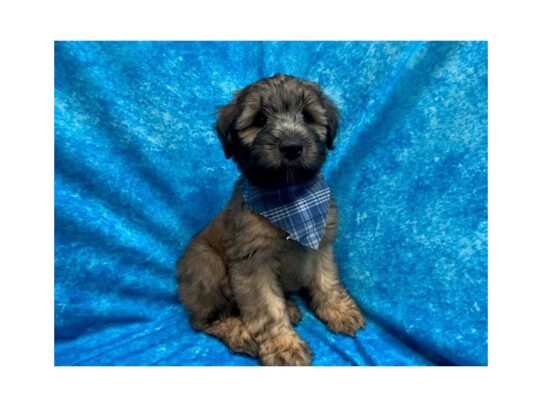 Soft Coated Wheaten Terrier DOG Male Wheaten 13813 Petland Pensacola, Florida