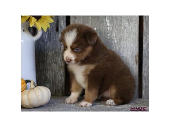 Australian Shepherd DOG Female Red 13844 Petland Pensacola, Florida