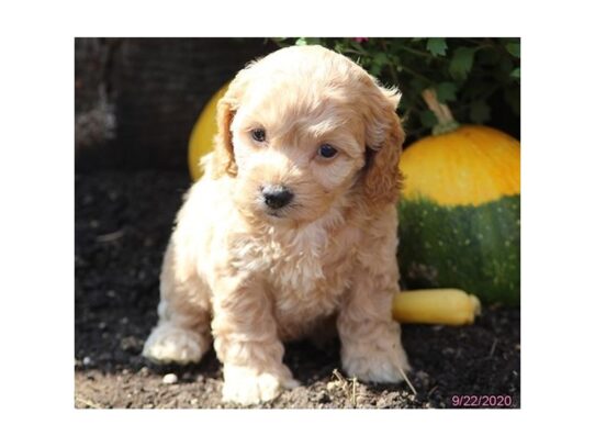 Cock A Poo-DOG-Female-Apricot-13841-Petland Pensacola, Florida