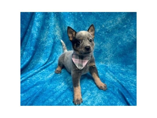 Australian Cattle Dog-DOG-Female-Blue-13827-Petland Pensacola, Florida