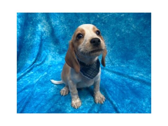 Beagle DOG Male Lemon / White 13828 Petland Pensacola, Florida