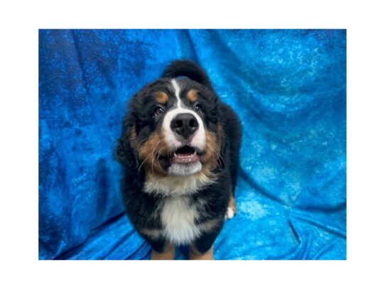 Bernese Mountain Dog DOG Male Black White / Tan 13829 Petland Pensacola, Florida