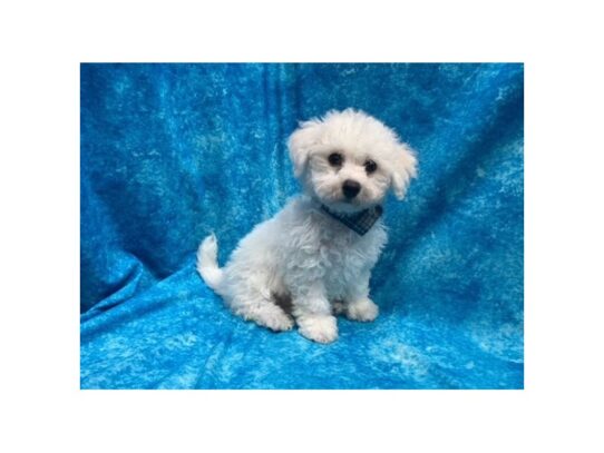 Bichon Frise DOG Male White 13837 Petland Pensacola, Florida