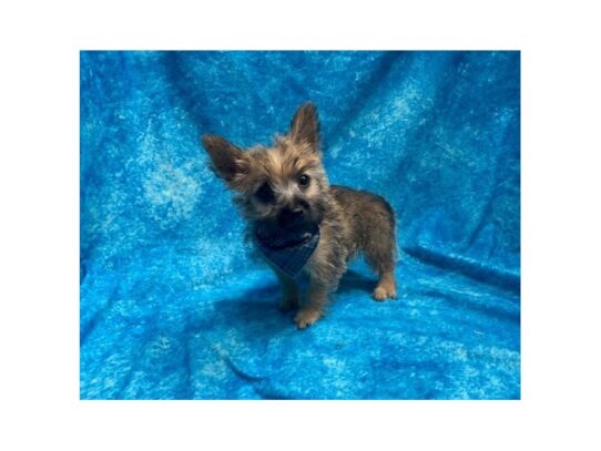 Cairn Terrier DOG Male Wheaten 13838 Petland Pensacola, Florida