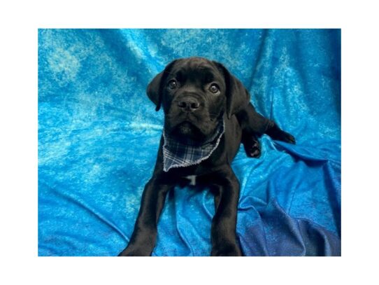 Cane Corso-DOG-Male-Black-13840-Petland Pensacola, Florida