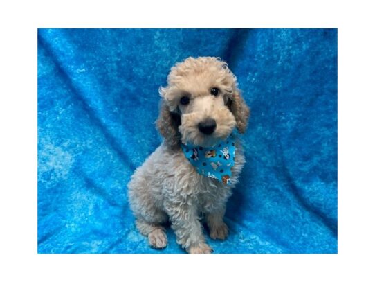 Poodle Standard-DOG-Male-Apricot-13833-Petland Pensacola, Florida