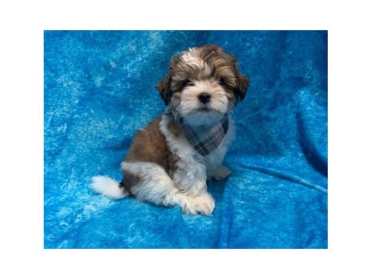 Poodle/Shih Tzu-DOG-Female-White / Gold-13834-Petland Pensacola, Florida