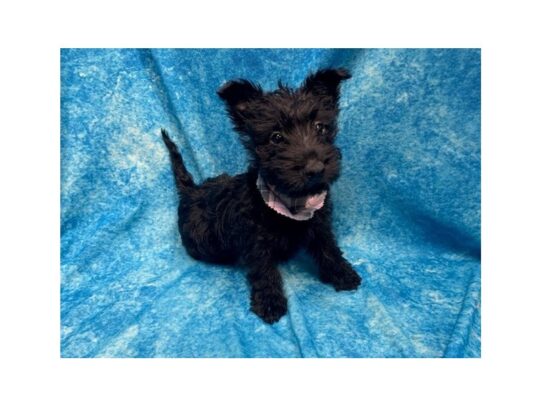 Scottish Terrier DOG Female Black 13839 Petland Pensacola, Florida