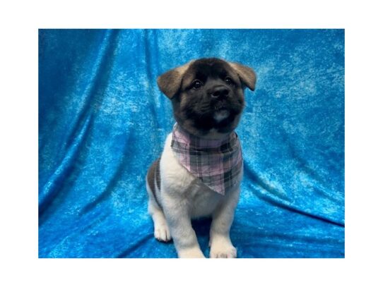 Akita DOG Female Black 13850 Petland Pensacola, Florida