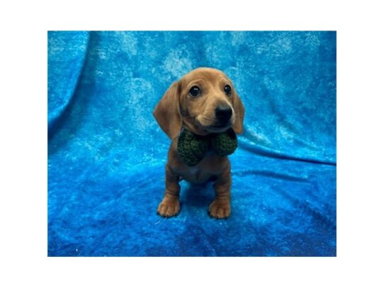 Dachshund DOG Male Red 13845 Petland Pensacola, Florida