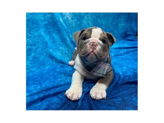 English Bulldog DOG Female Lilac Tri 13851 Petland Pensacola, Florida