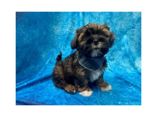 Havanese/Shih Tzu DOG Male Gold Sable 13849 Petland Pensacola, Florida