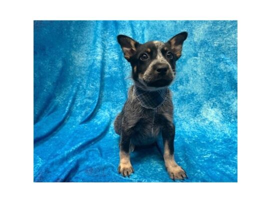 Heeler DOG Male Blue 13847 Petland Pensacola, Florida