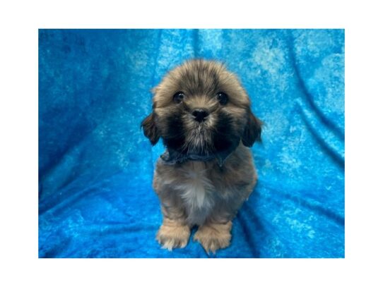 Lhasa Apso DOG Male Gold/White 13853 Petland Pensacola, Florida