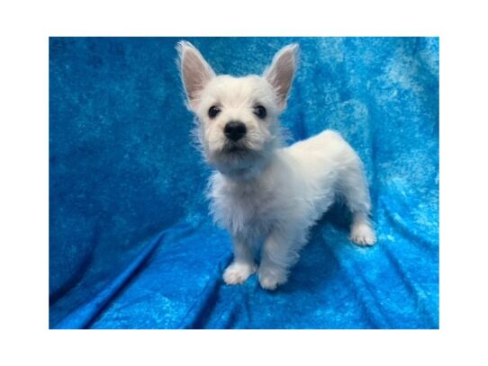 West Highland White Terrier DOG Male White 13848 Petland Pensacola, Florida