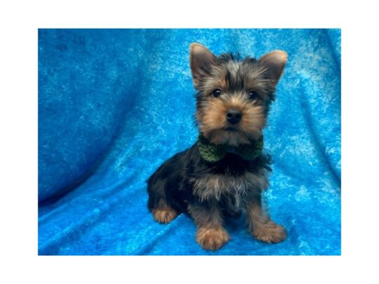 Silkie Terrier DOG Male Black/Tan 13854 Petland Pensacola, Florida