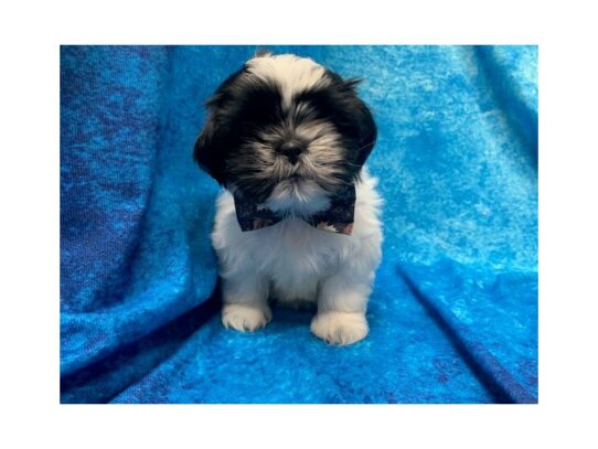 Shih Tzu DOG Male White / Black 13846 Petland Pensacola, Florida