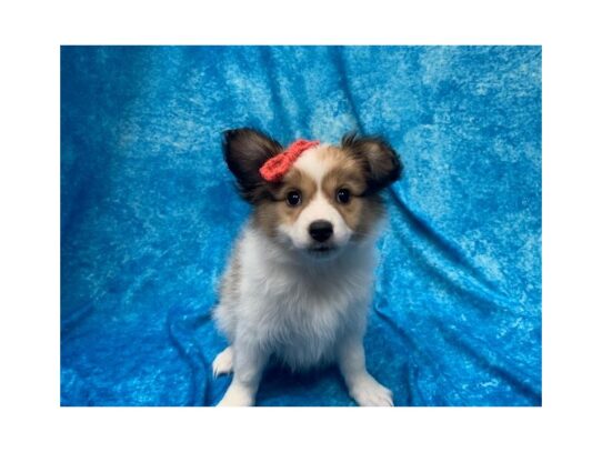 Papillon DOG Female Sable/White 13852 Petland Pensacola, Florida