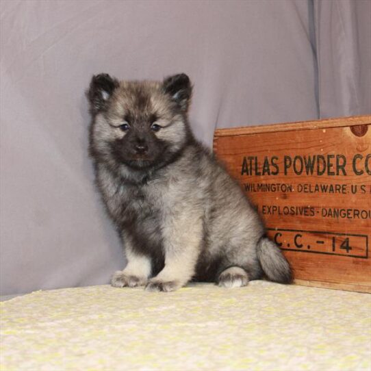 Keeshond-DOG-Female-Black / Silver-1178-Petland Pensacola, Florida