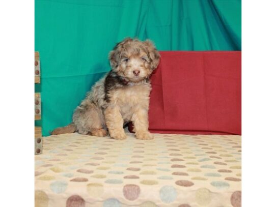 Mini Bernedoodle-DOG-Male-Chocolate Merle-13868-Petland Pensacola, Florida