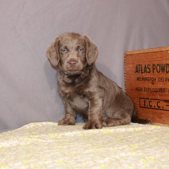 Mini Labradoodle-DOG-Male-Silver-1179-Petland Pensacola, Florida