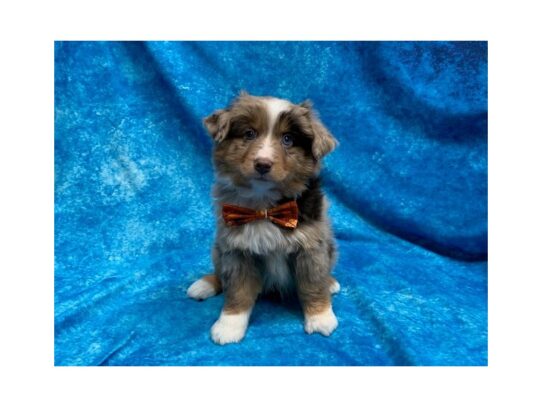 Australian Shepherd DOG Male Red Merle 13855 Petland Pensacola, Florida