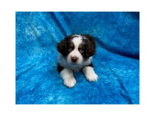 Australian Shepherd DOG Male Red 13856 Petland Pensacola, Florida