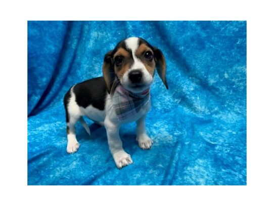 Beagle DOG Female Black White / Tan 13857 Petland Pensacola, Florida