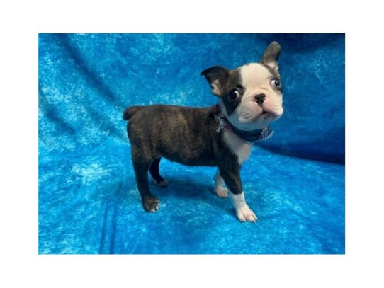 Boston Terrier DOG Male Black / White 13858 Petland Pensacola, Florida