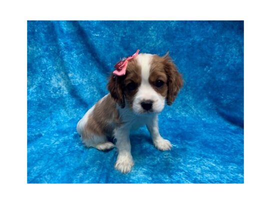 Cavalier King Charles Spaniel DOG Female Blenheim / White 13860 Petland Pensacola, Florida