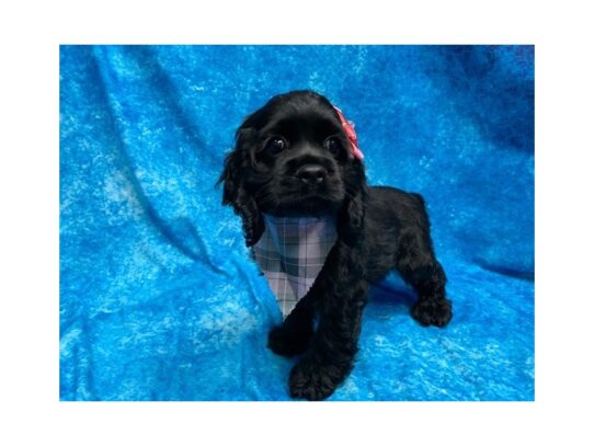 Cocker Spaniel DOG Female Black 13874 Petland Pensacola, Florida