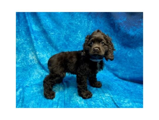 Cocker Spaniel DOG Male Chocolate 13875 Petland Pensacola, Florida