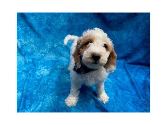 Goldendoodle Mini 2nd Gen DOG Male White / Red 13867 Petland Pensacola, Florida