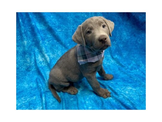 Labrador Retriever DOG Female Silver 13861 Petland Pensacola, Florida