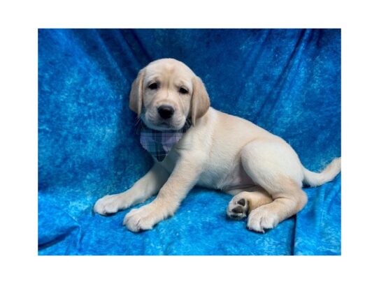 Labrador Retriever DOG Female Yellow 13863 Petland Pensacola, Florida