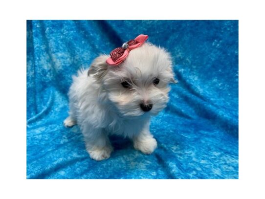 Maltese DOG Female White 13864 Petland Pensacola, Florida