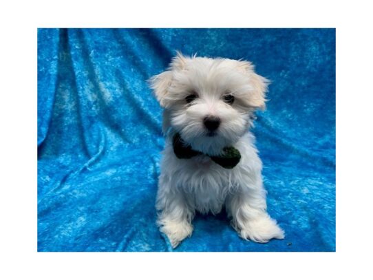 Maltese DOG Male White 13865 Petland Pensacola, Florida