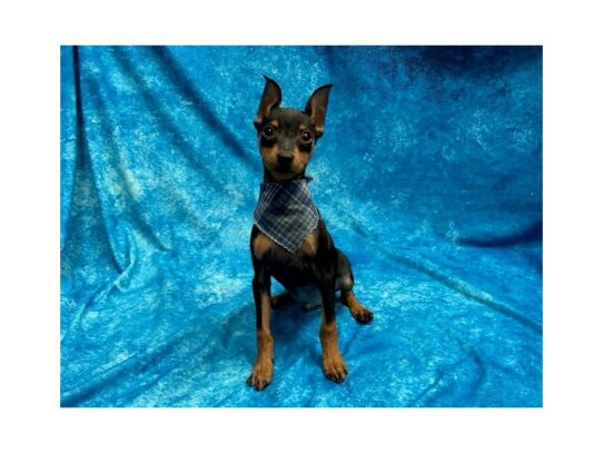 Miniature Pinscher DOG Male Black / Tan 13872 Petland Pensacola, Florida