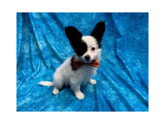 Papillon DOG Male Black / White 13873 Petland Pensacola, Florida